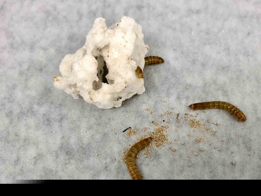 Mealworms work to digest a piece of Styrofoam