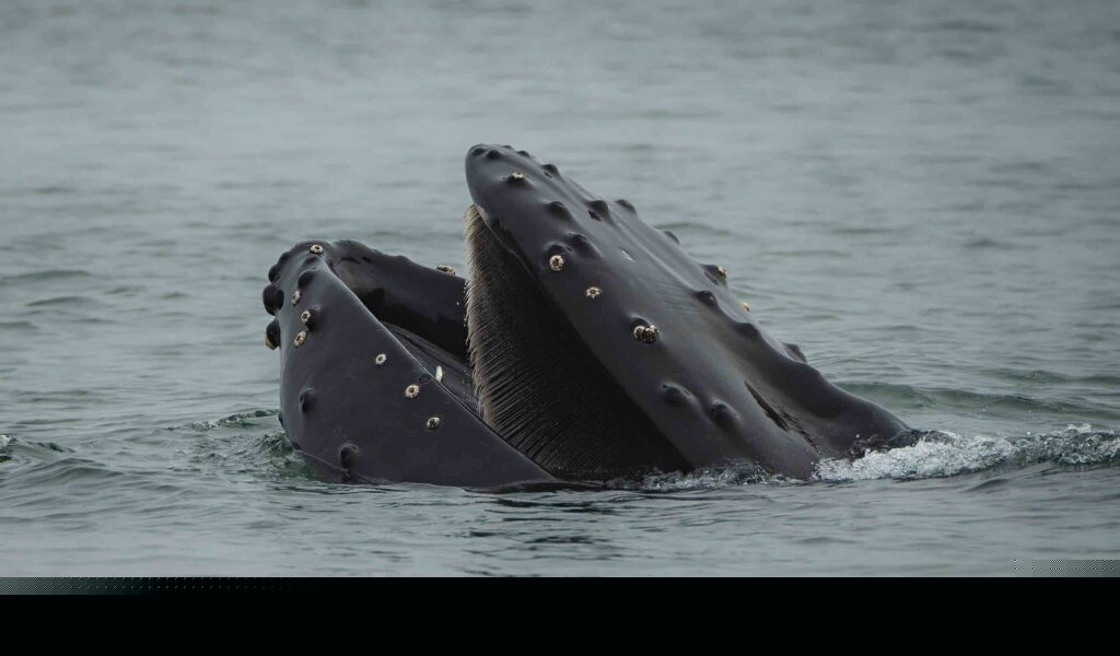 Humpback Whale (Megaptera novaeangliae) opening its mouth above the water, showing its baleen