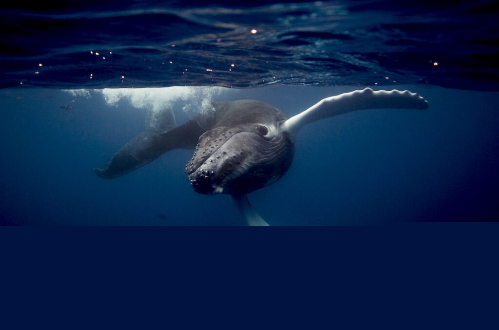 Humpback whale impacted by plastics