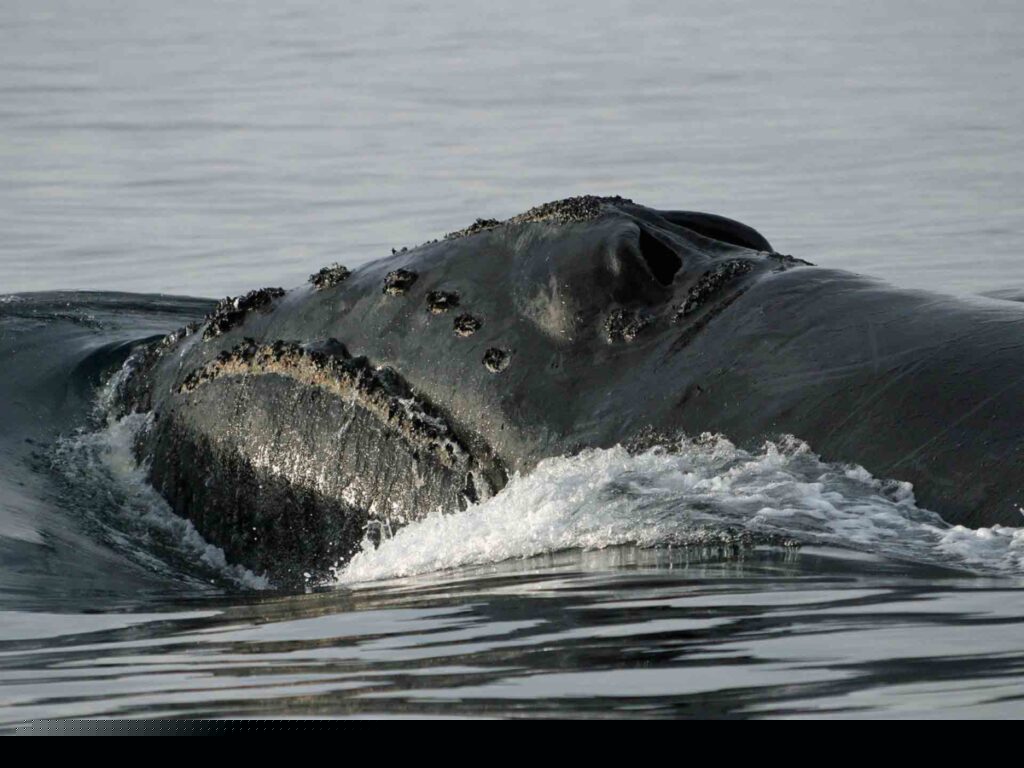 North Pacific Right Whale in at the ocean surface