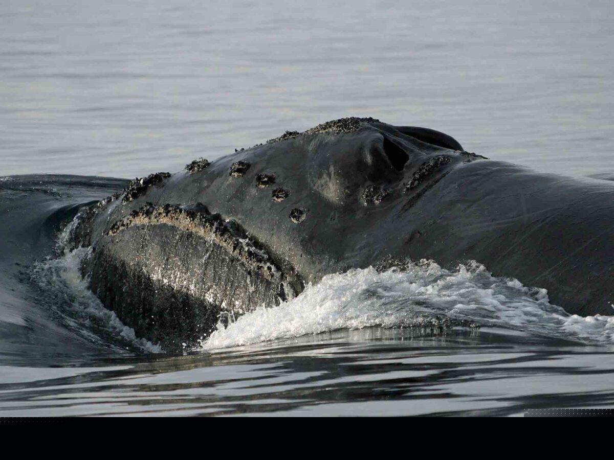 North Pacific Right Whale in at the ocean surface
