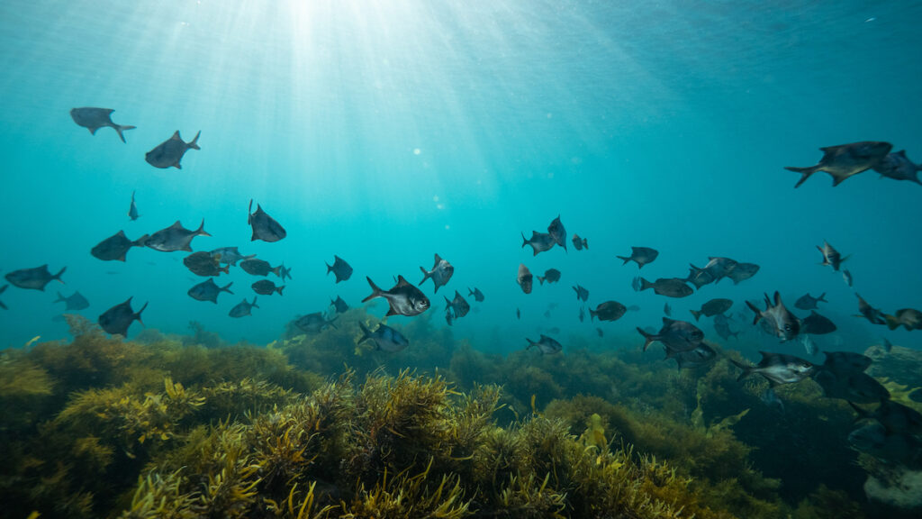 Fish swim in the ocean NOAA