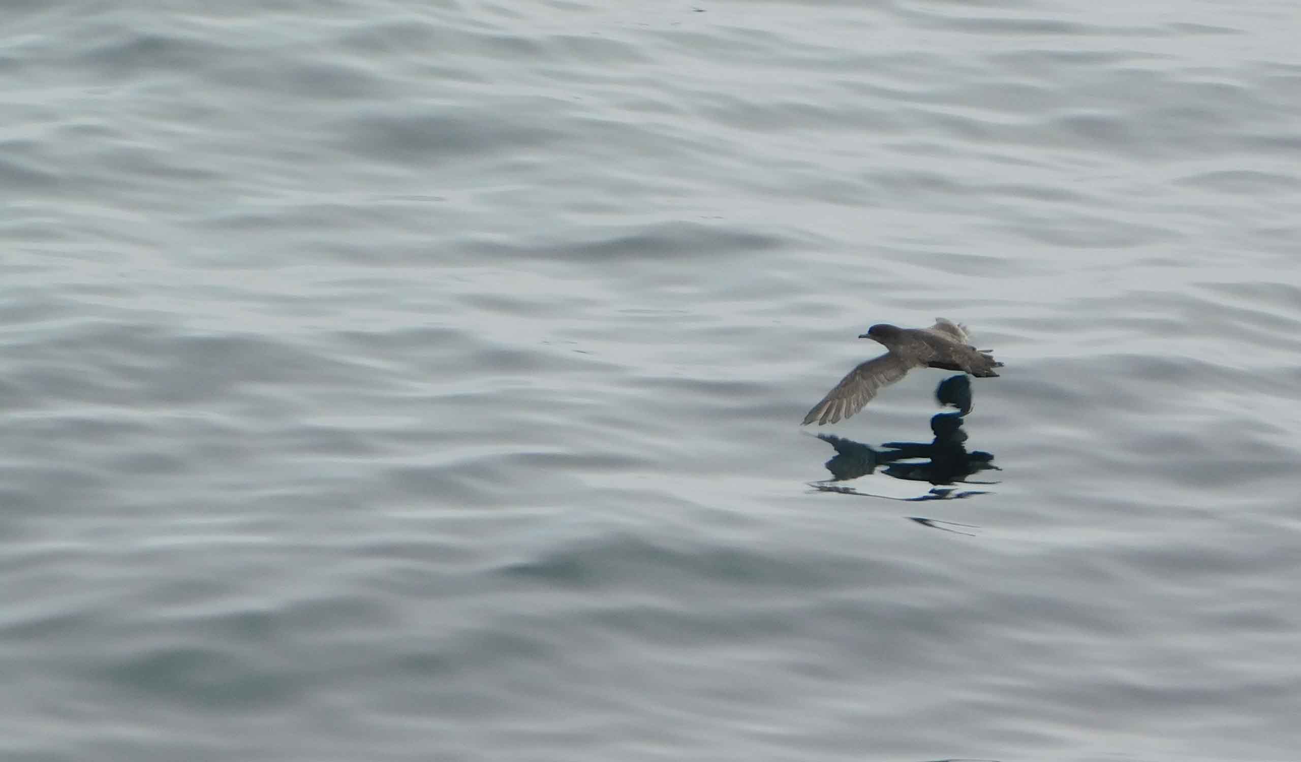 A dark-colored bird flies just above the surface of the ocean water off the coast of Alaska, along the Alaska Marine Highway System