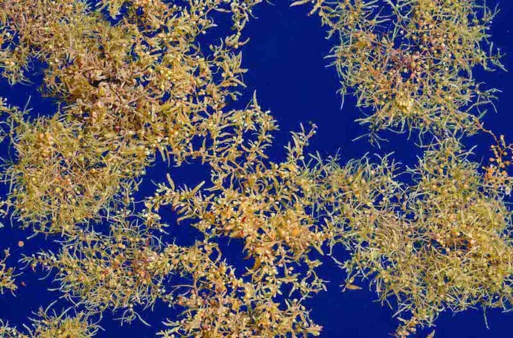 Sargassum
