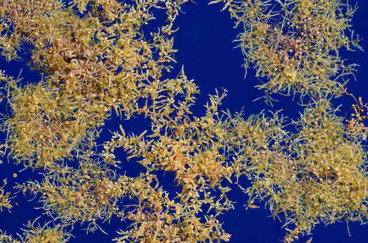 Sargassum