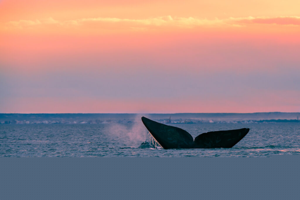 Whale at sunset Ocean Conservancy celebrating 50 years