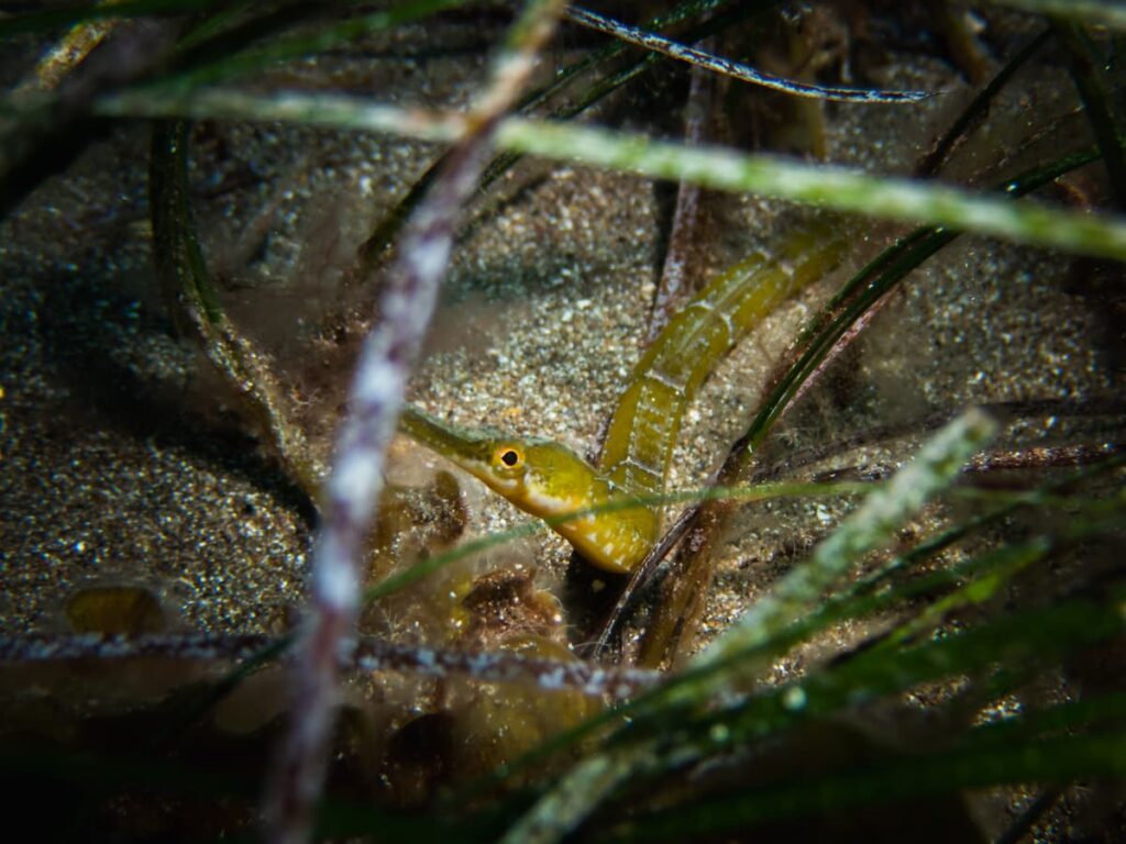 Pipefish rests between twigs