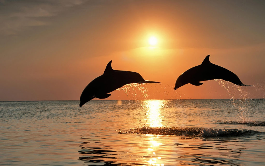 Bottlenose dolphins jump above ocean waters Florida Keys