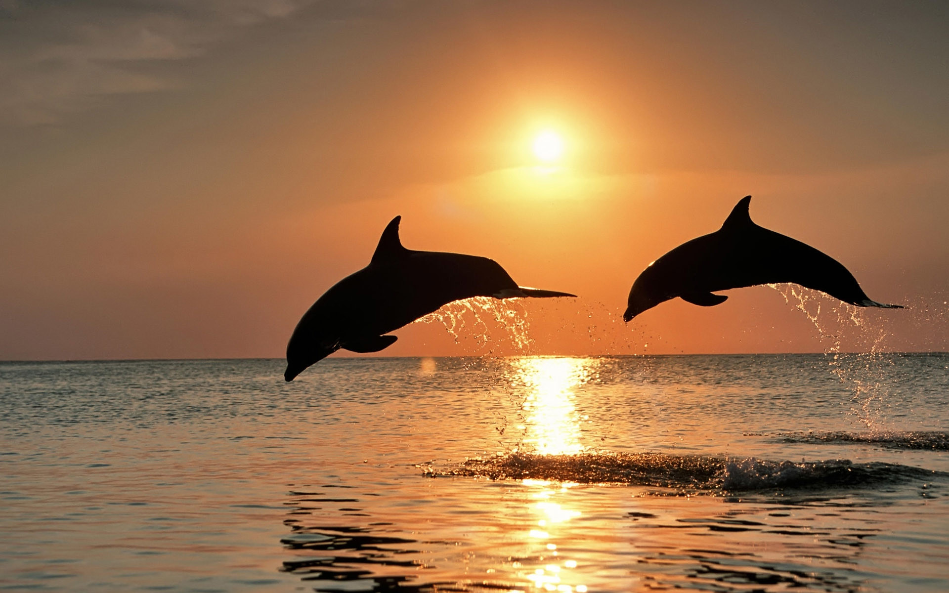 Bottlenose dolphins jump above ocean waters Florida Keys