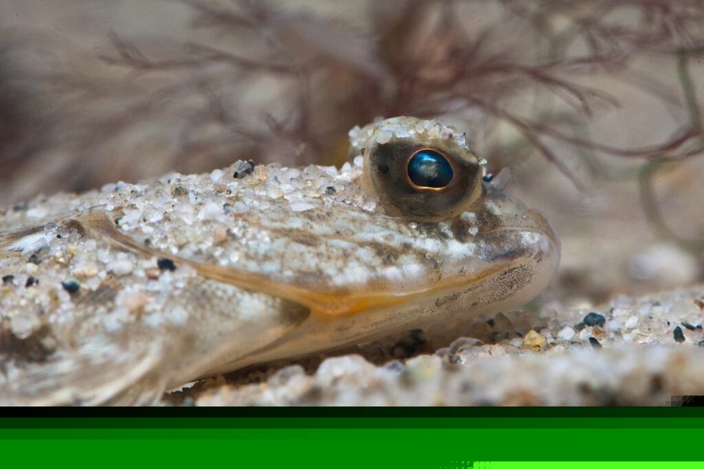winter flounder in sand