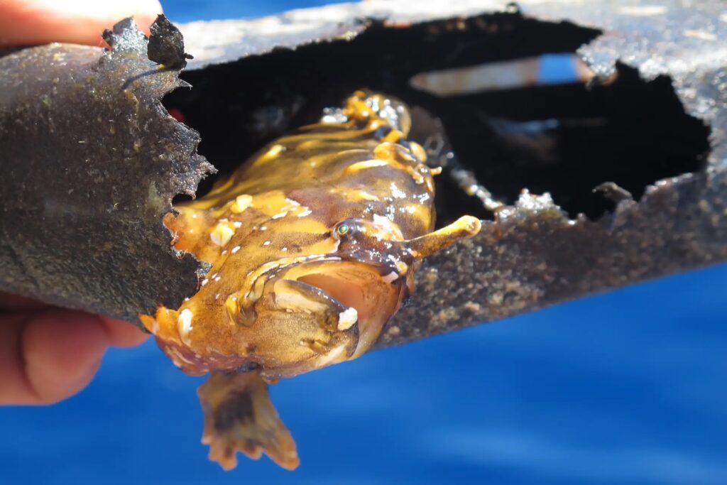 Fish caught in plastic pollution