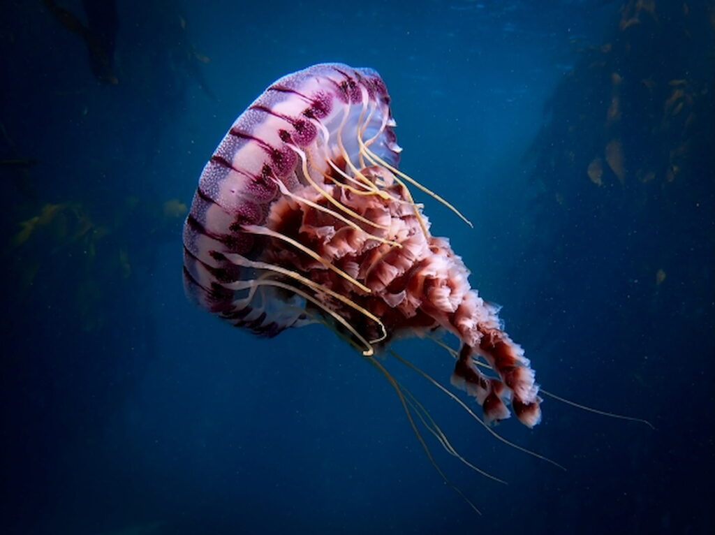 Red compass jellyfish in the ocean