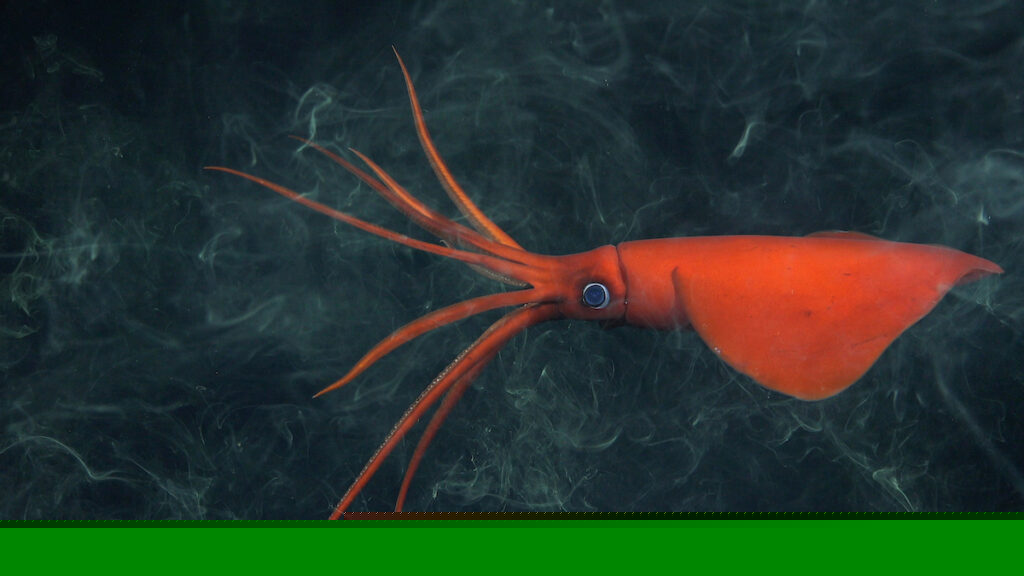 rarely-seen whiplash squid