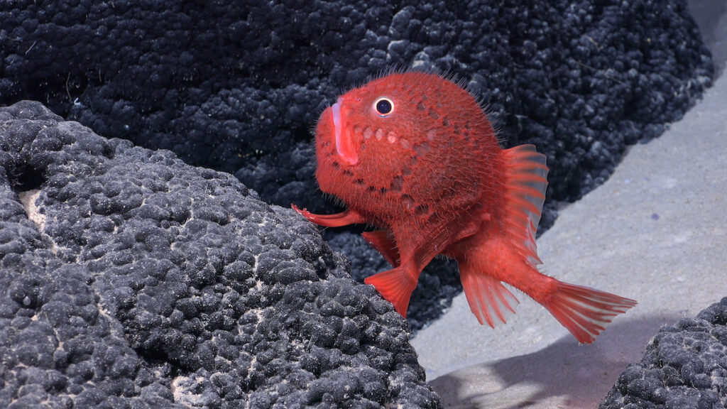 red sea toad in the deep sea