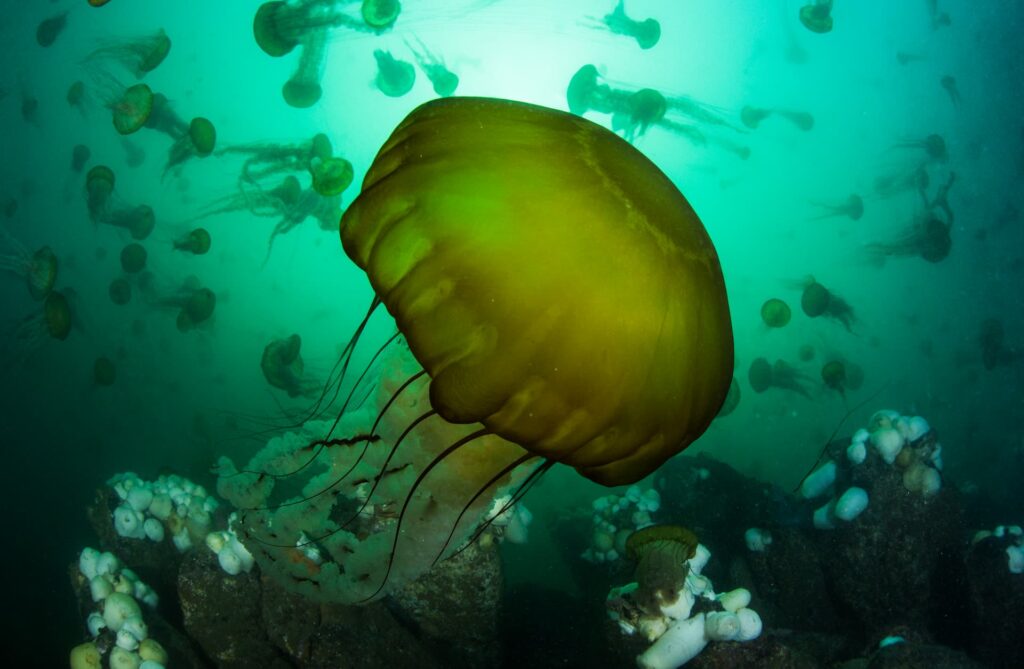 Sea nettles