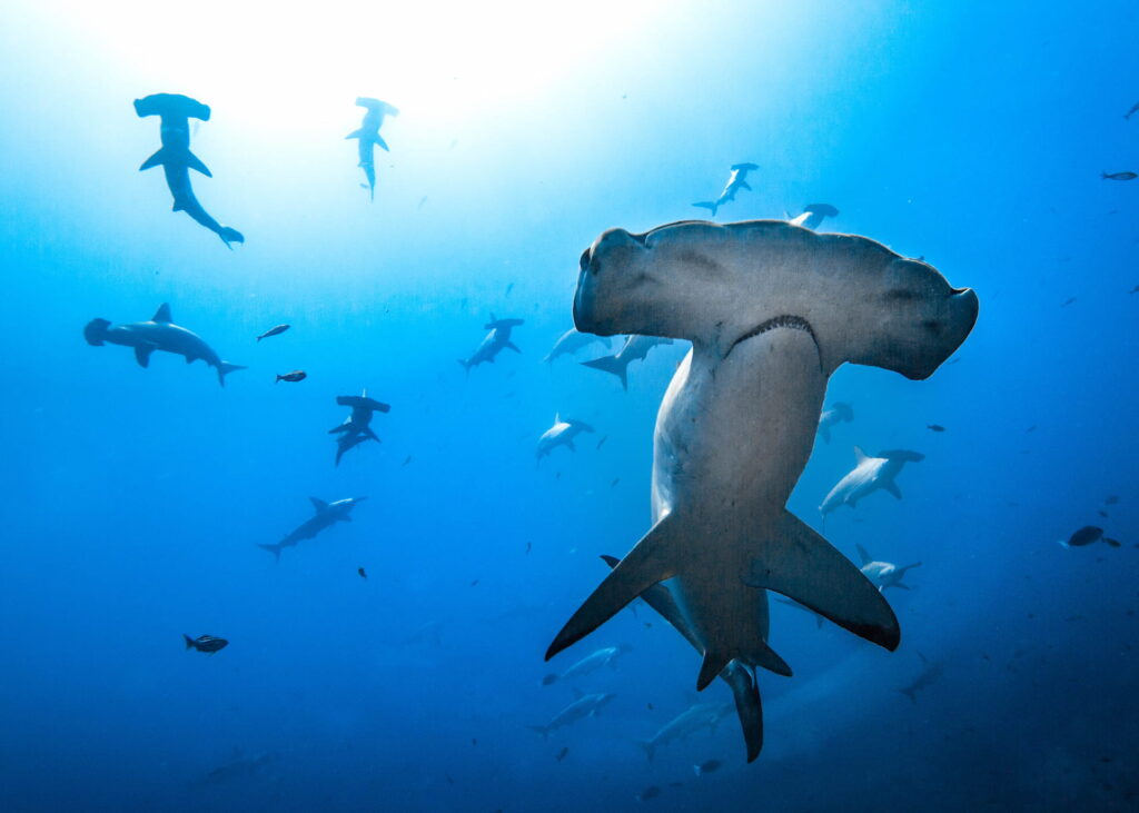 Hammerhead sharks swims in the ocean