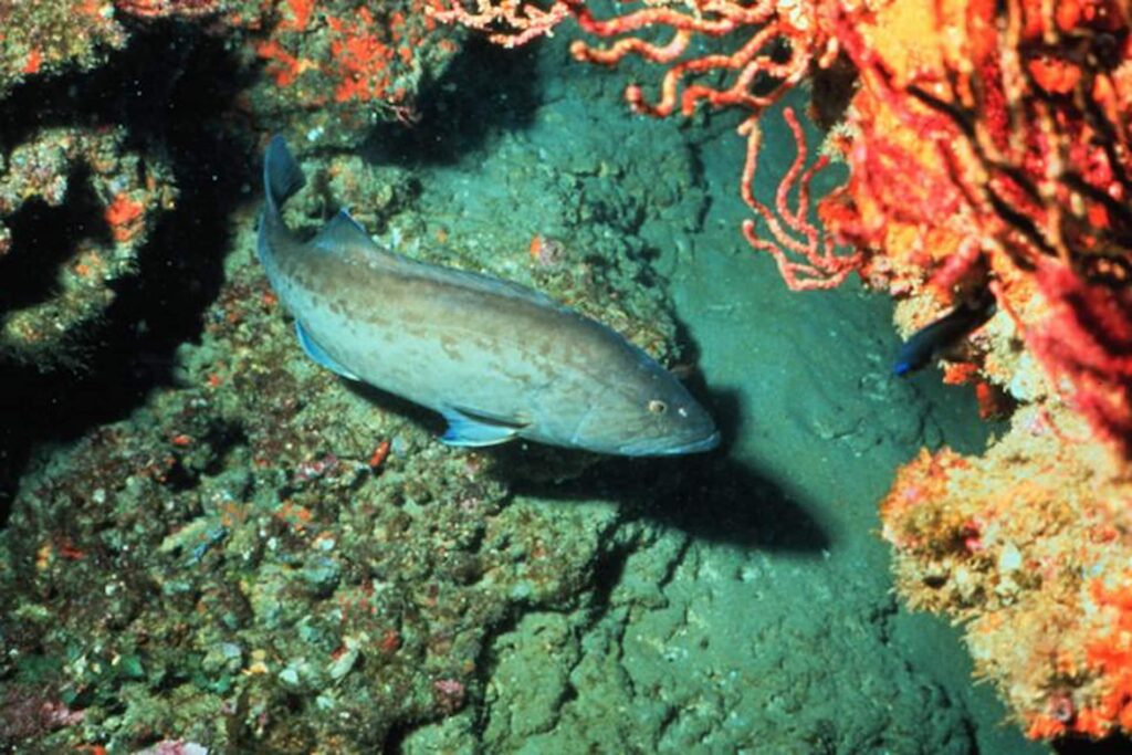 Gag Grouper in ocean