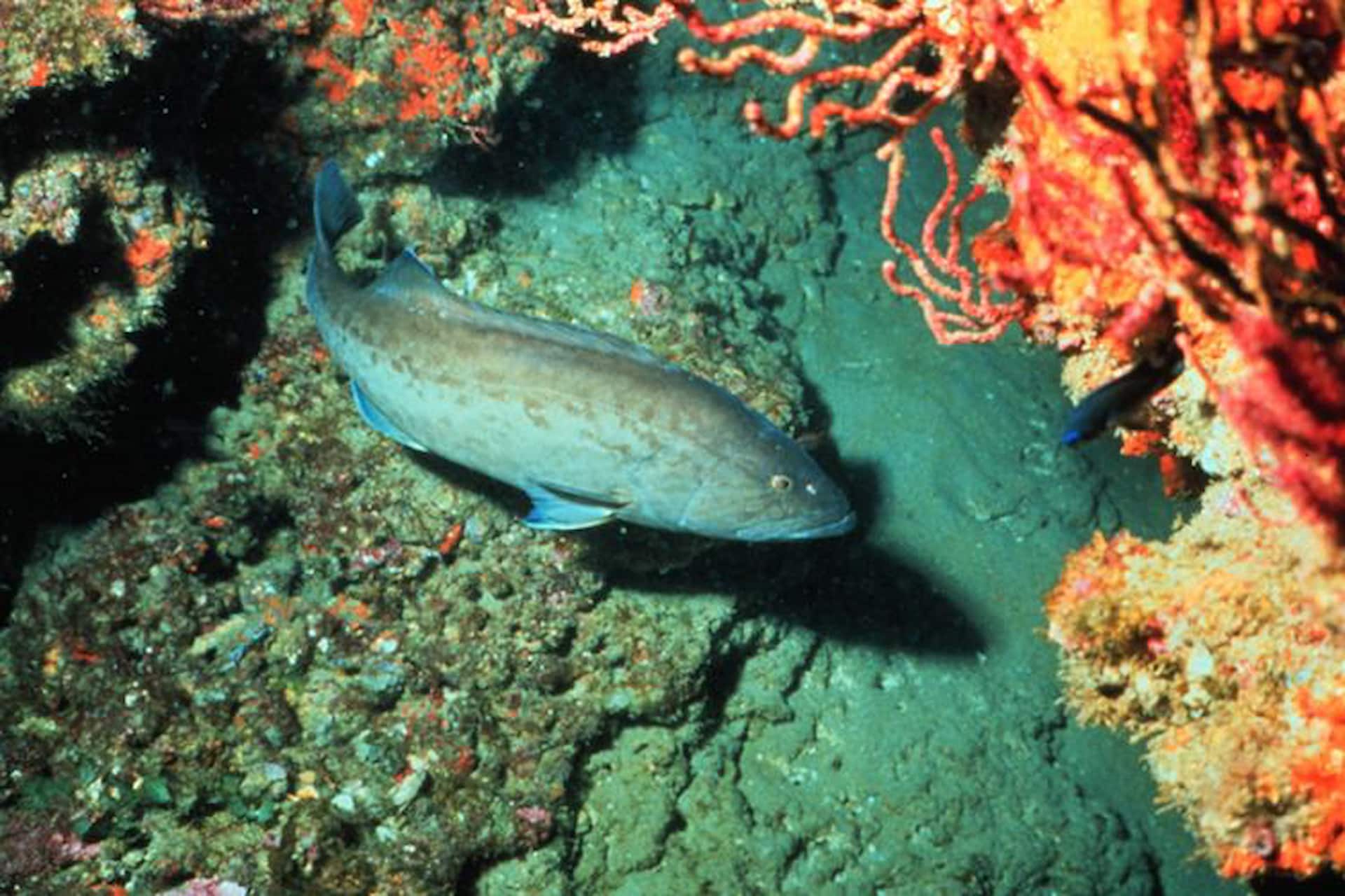 Gag Grouper in ocean