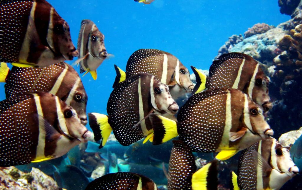 Surgeonfish swim in the ocean