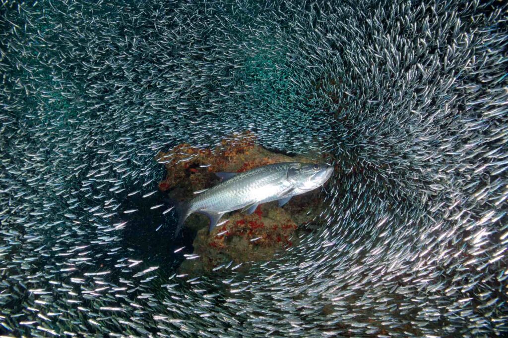 Tarpon