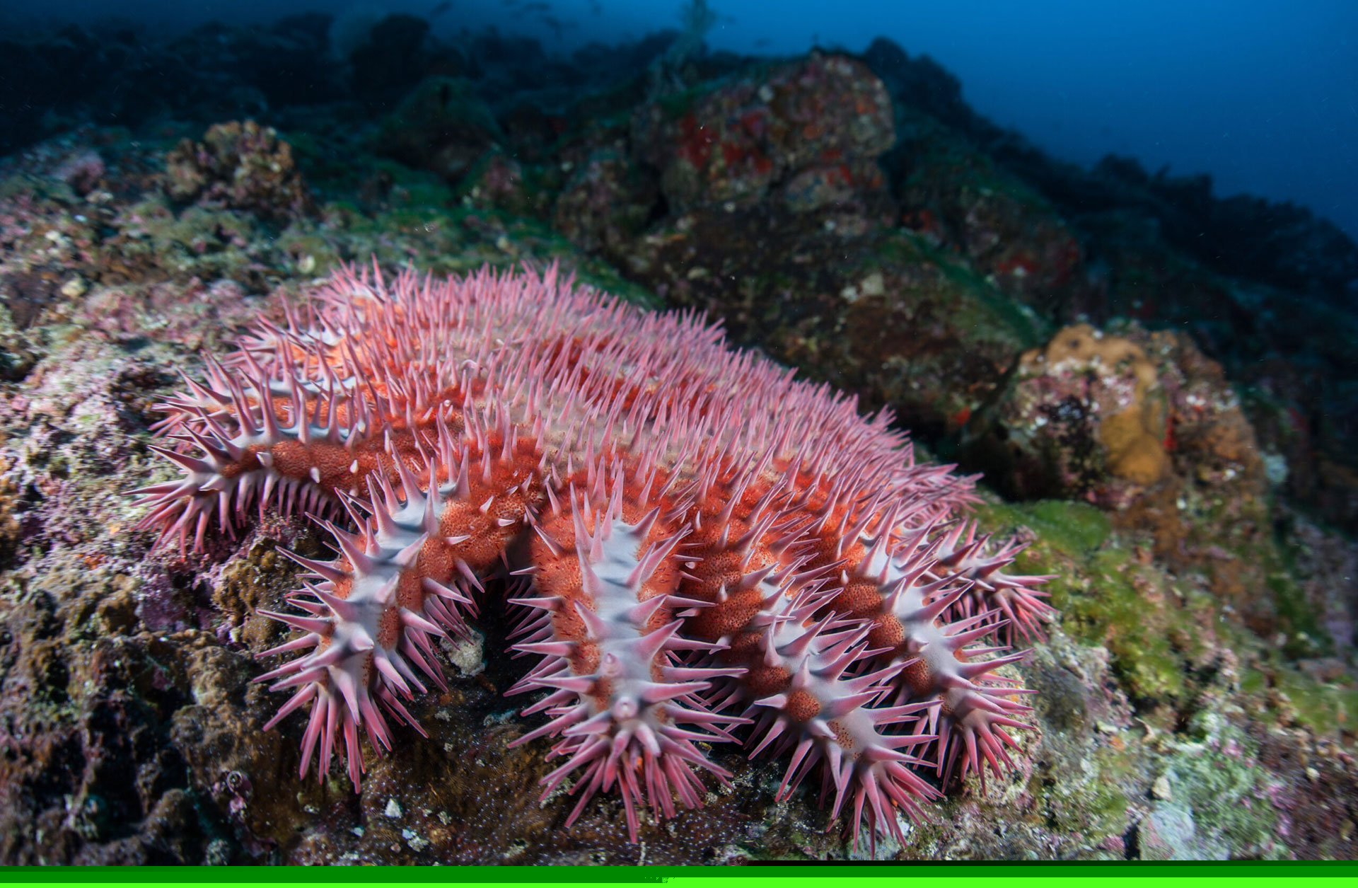 Crown Of Thorns Starfish