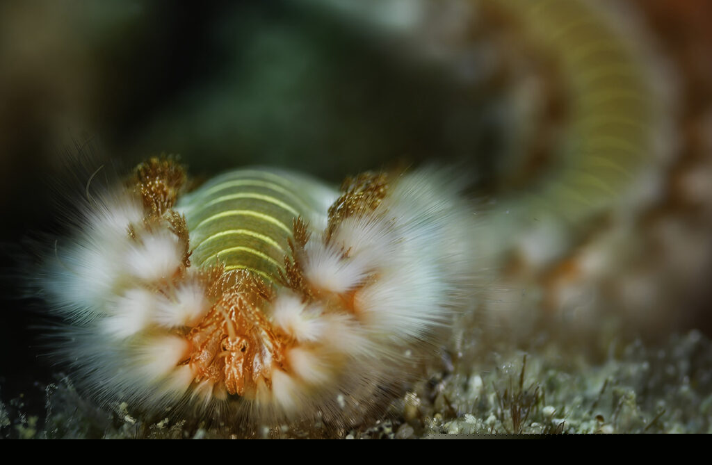 Fireworm close-up