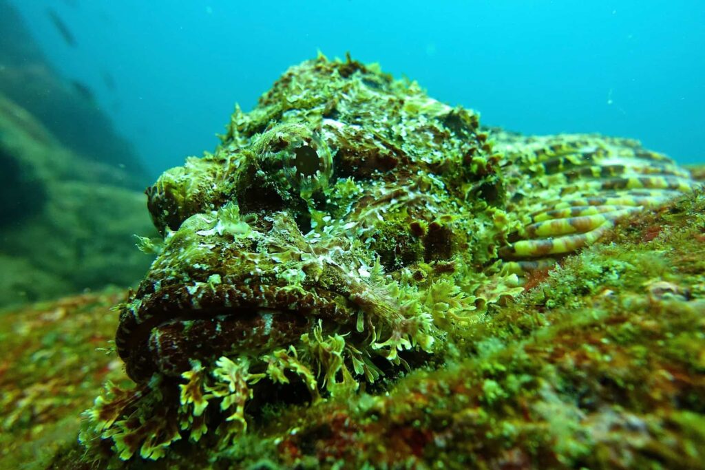 Stonefish in the ocean