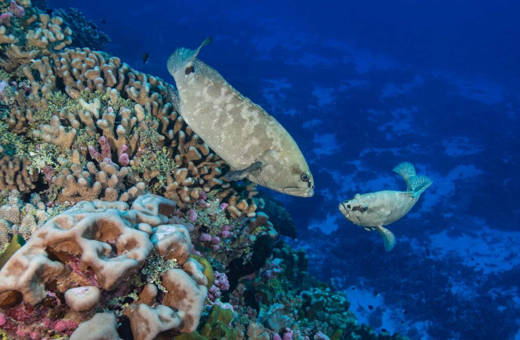 Two grouper swim near corals