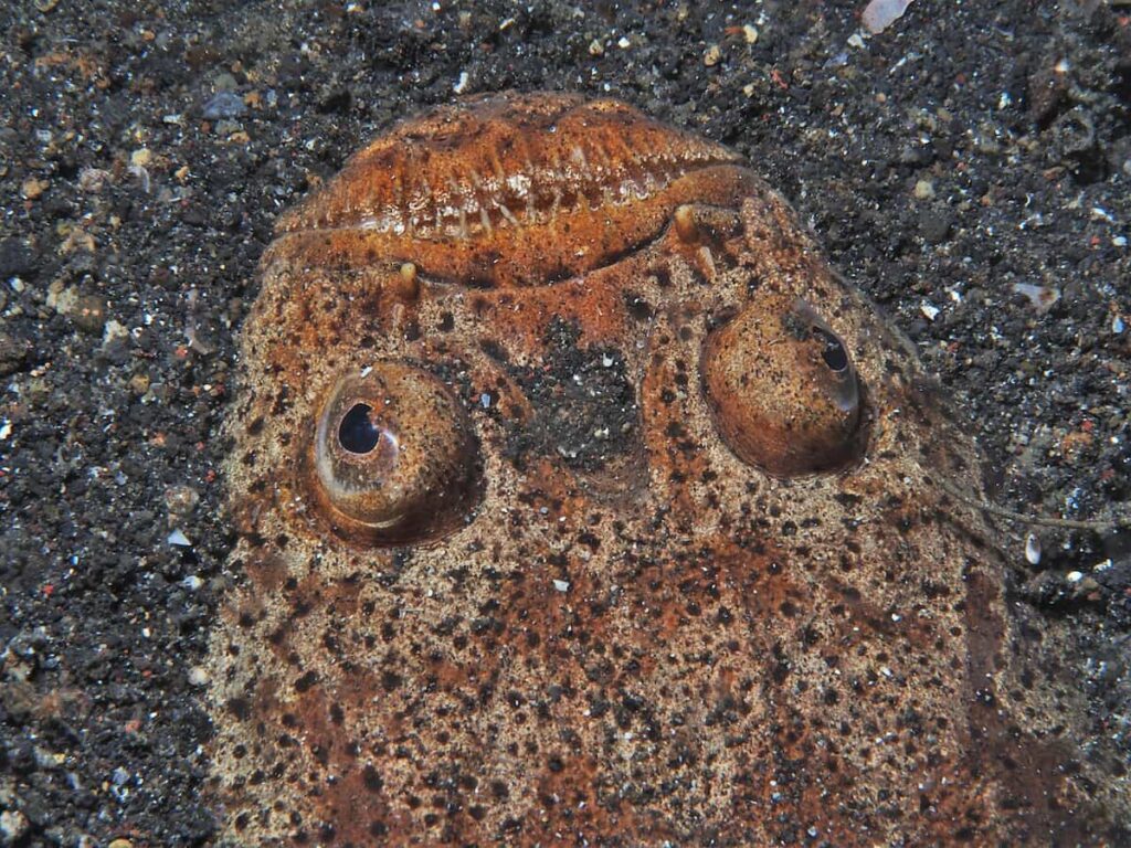 Stargazer