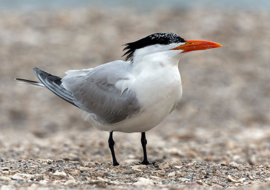Tern
