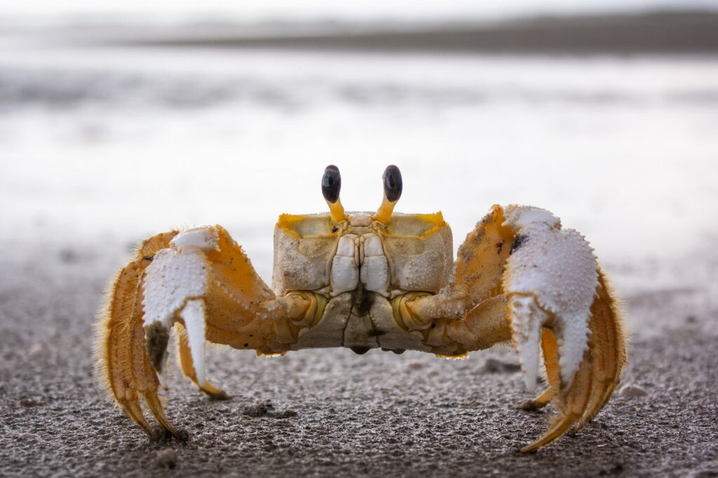 Ghost crab