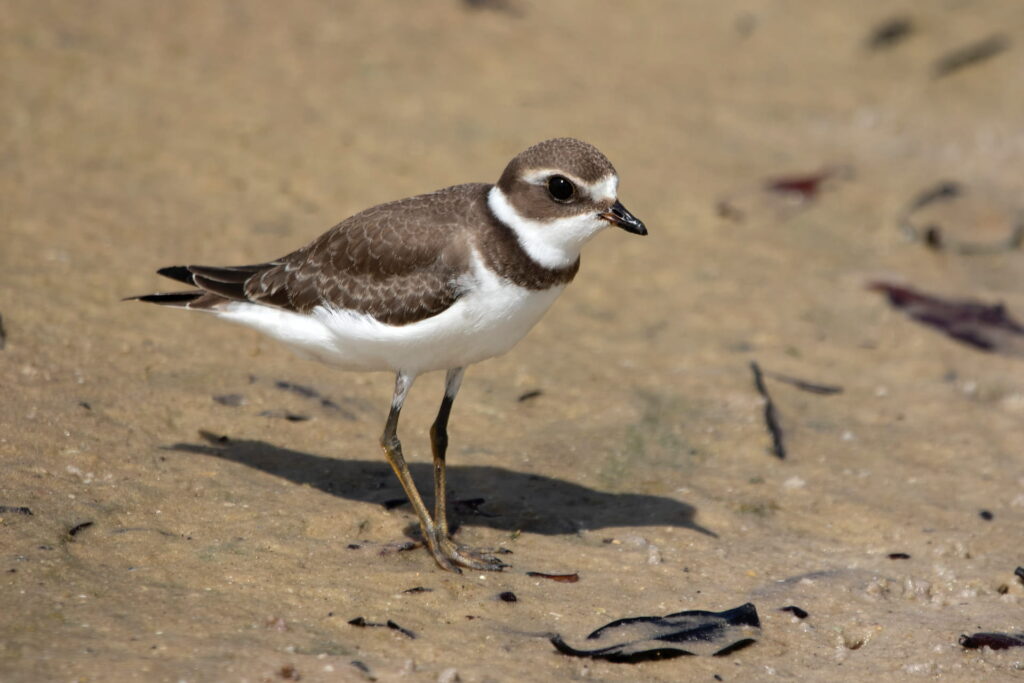 Plover dune animal
