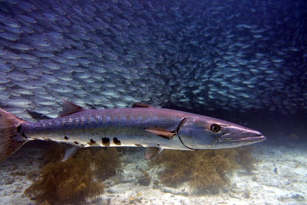 Curious barracuda surrounded by a school of smaller fish