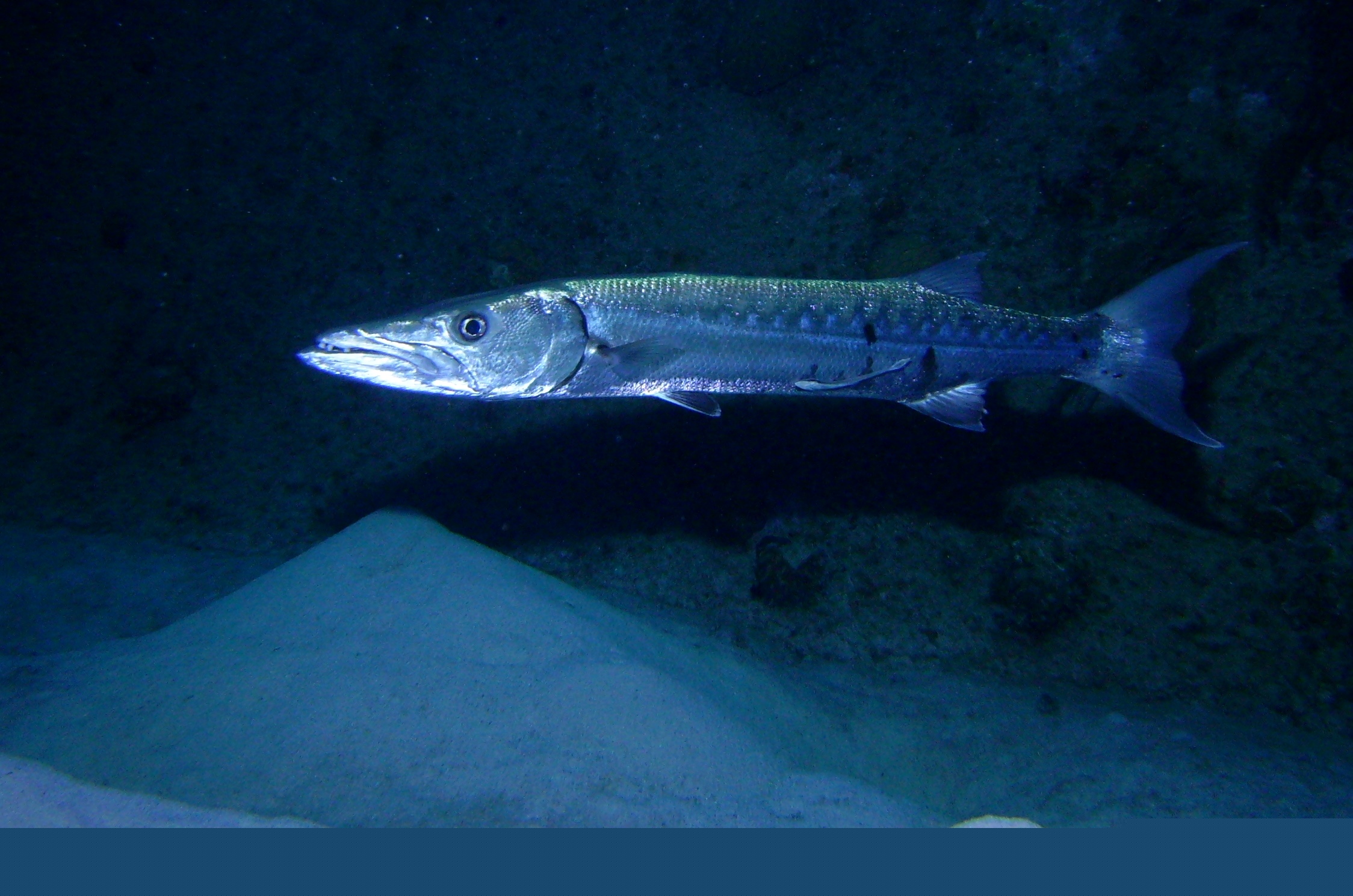 Barracuda