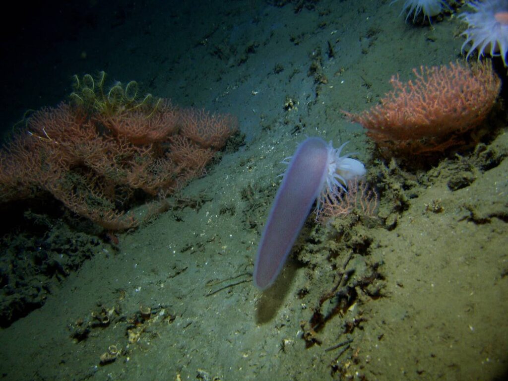 Pyrosomes