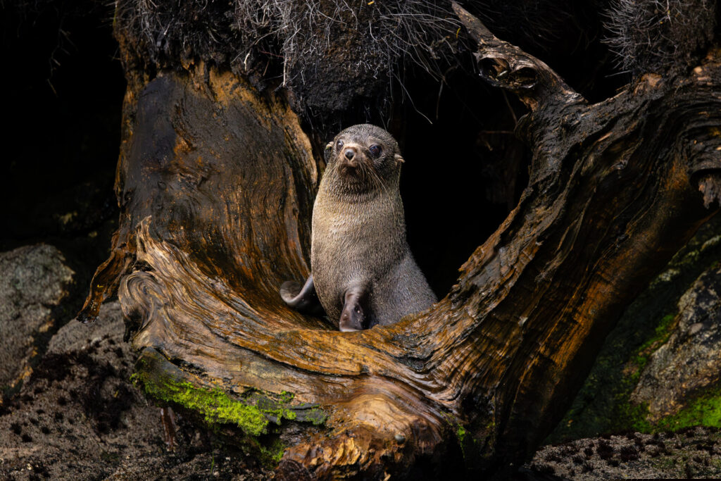 A New Zealand Fur Seal (Kekeno) basks in the protective cradle of a coastal tree, exuding both strength and serenity. The natural frame of gnarled, weathered wood and lush, emerald moss evokes the profound connection between marine wildlife and their verdant habitats. Sunlight filters through the dense canopy, casting dappled shadows that dance across the seal’s sleek, glistening fur.