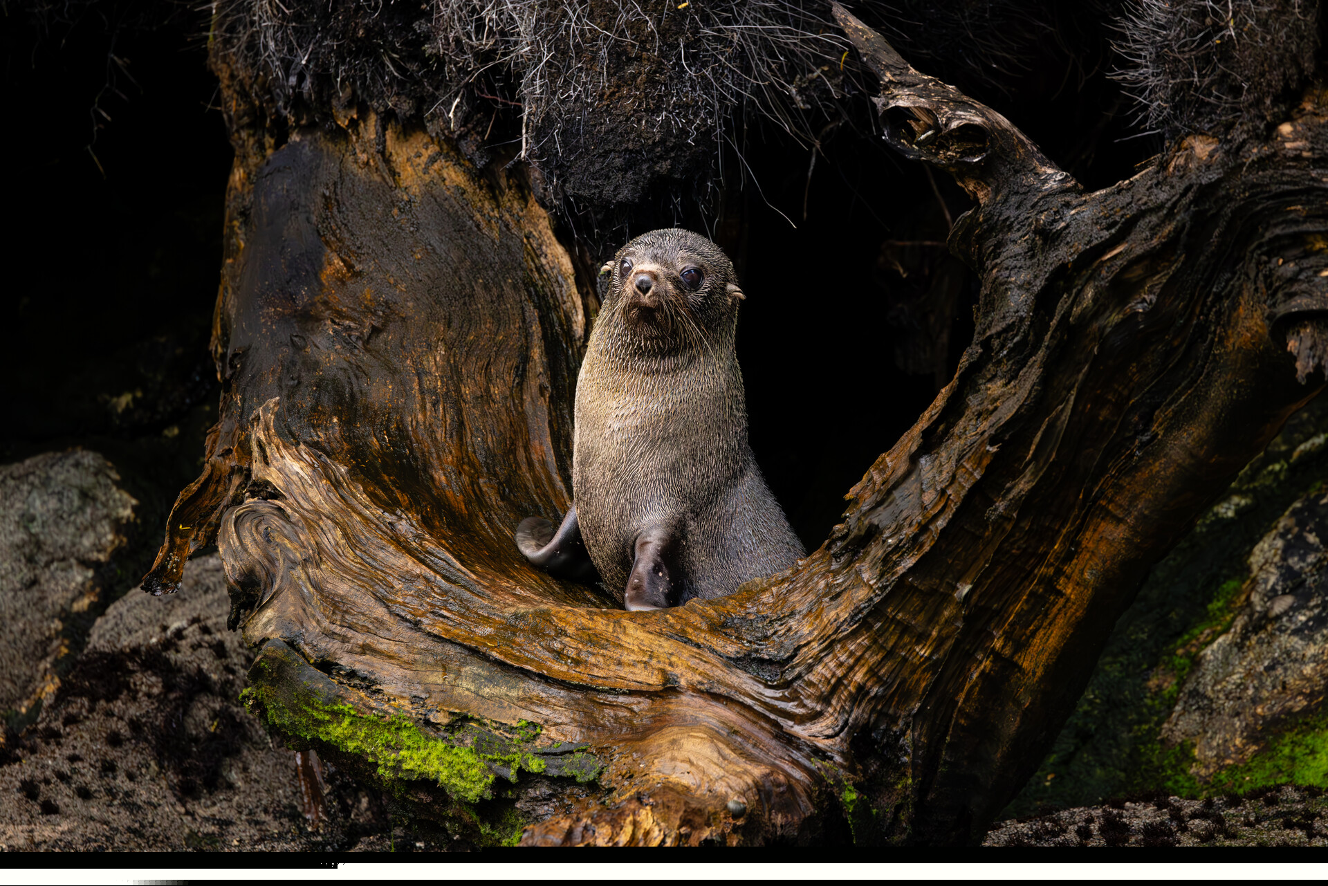 A New Zealand Fur Seal (Kekeno) basks in the protective cradle of a coastal tree, exuding both strength and serenity. The natural frame of gnarled, weathered wood and lush, emerald moss evokes the profound connection between marine wildlife and their verdant habitats. Sunlight filters through the dense canopy, casting dappled shadows that dance across the seal’s sleek, glistening fur.
