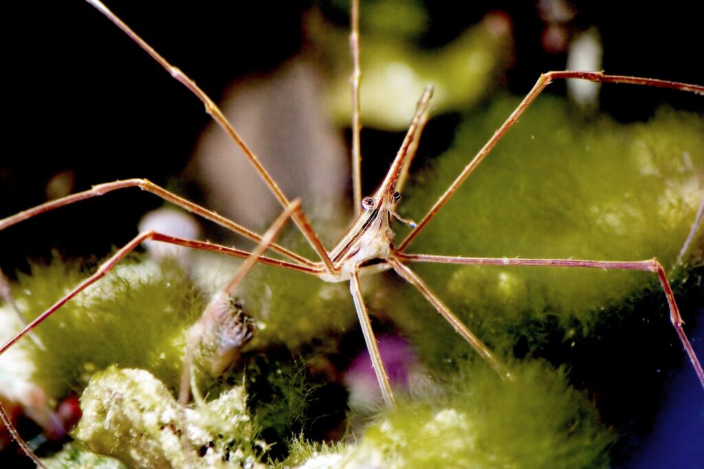 arrow crab