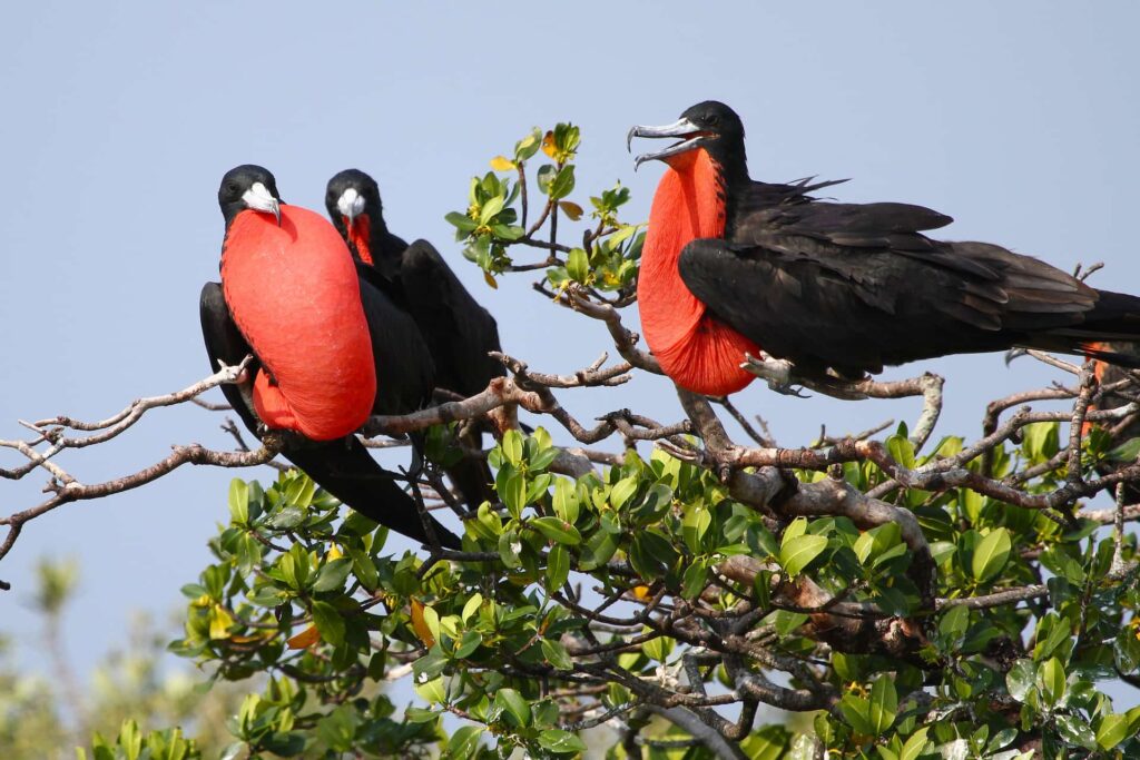 Three magnificent frigatebirds on a branch