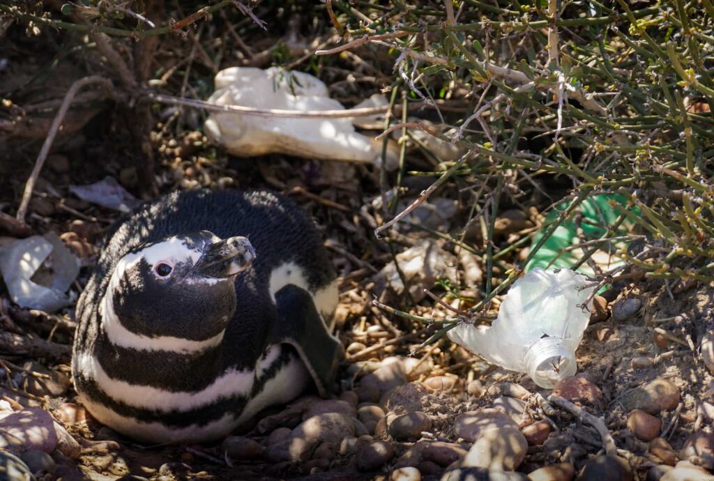 penguin around plastic pollution