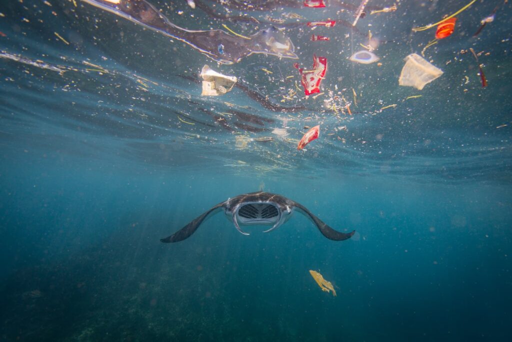 Manta ray in plastics