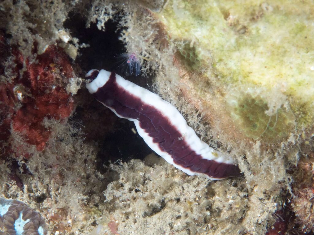 Ribbon Worm