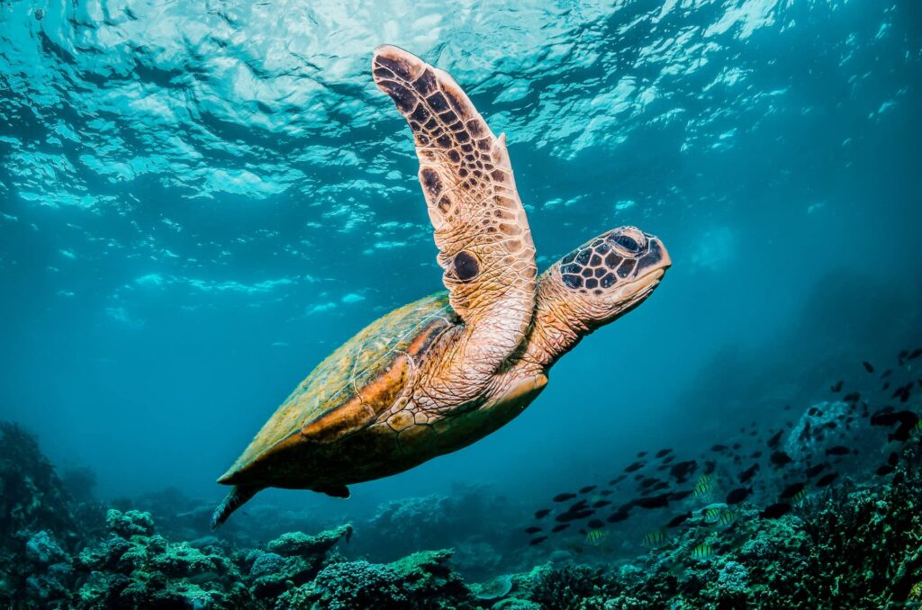 COP29 Sea turtle