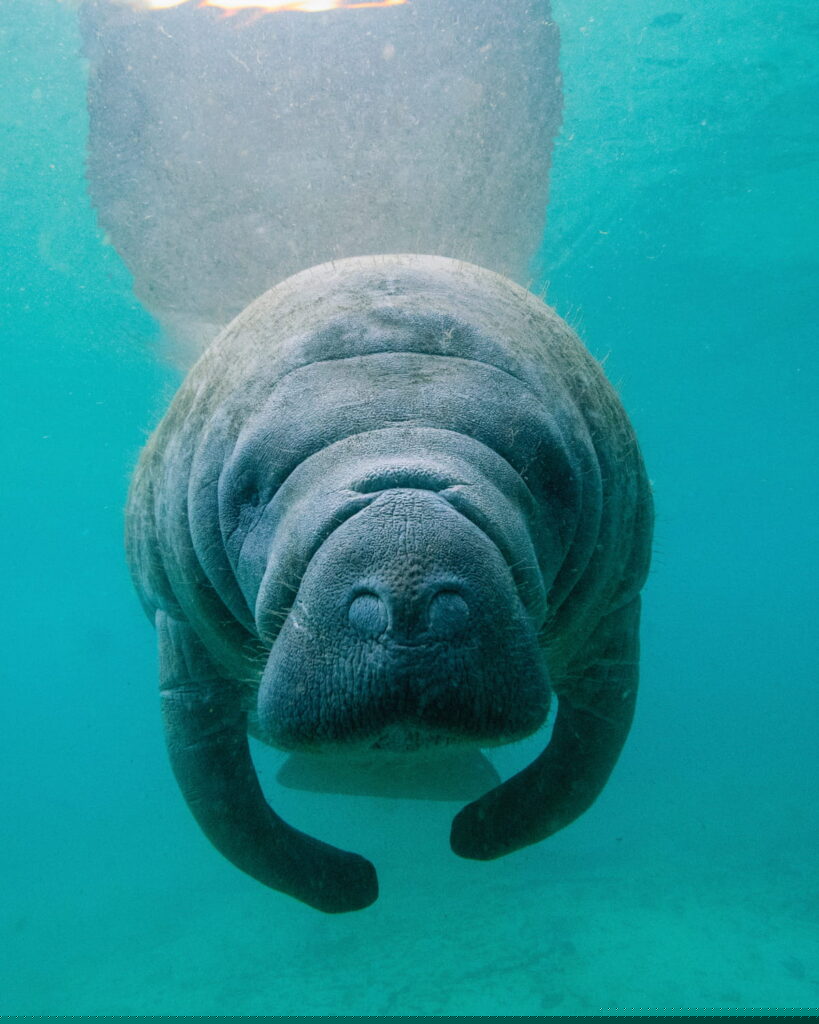 Manatee underwater
