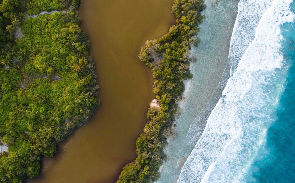 Mangroves COP29