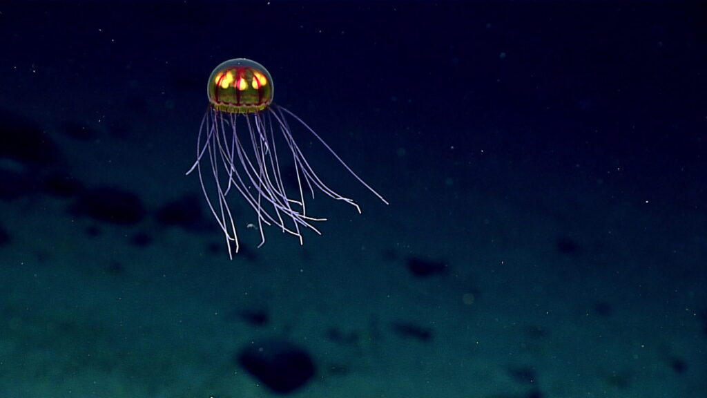 Deep Sea creature