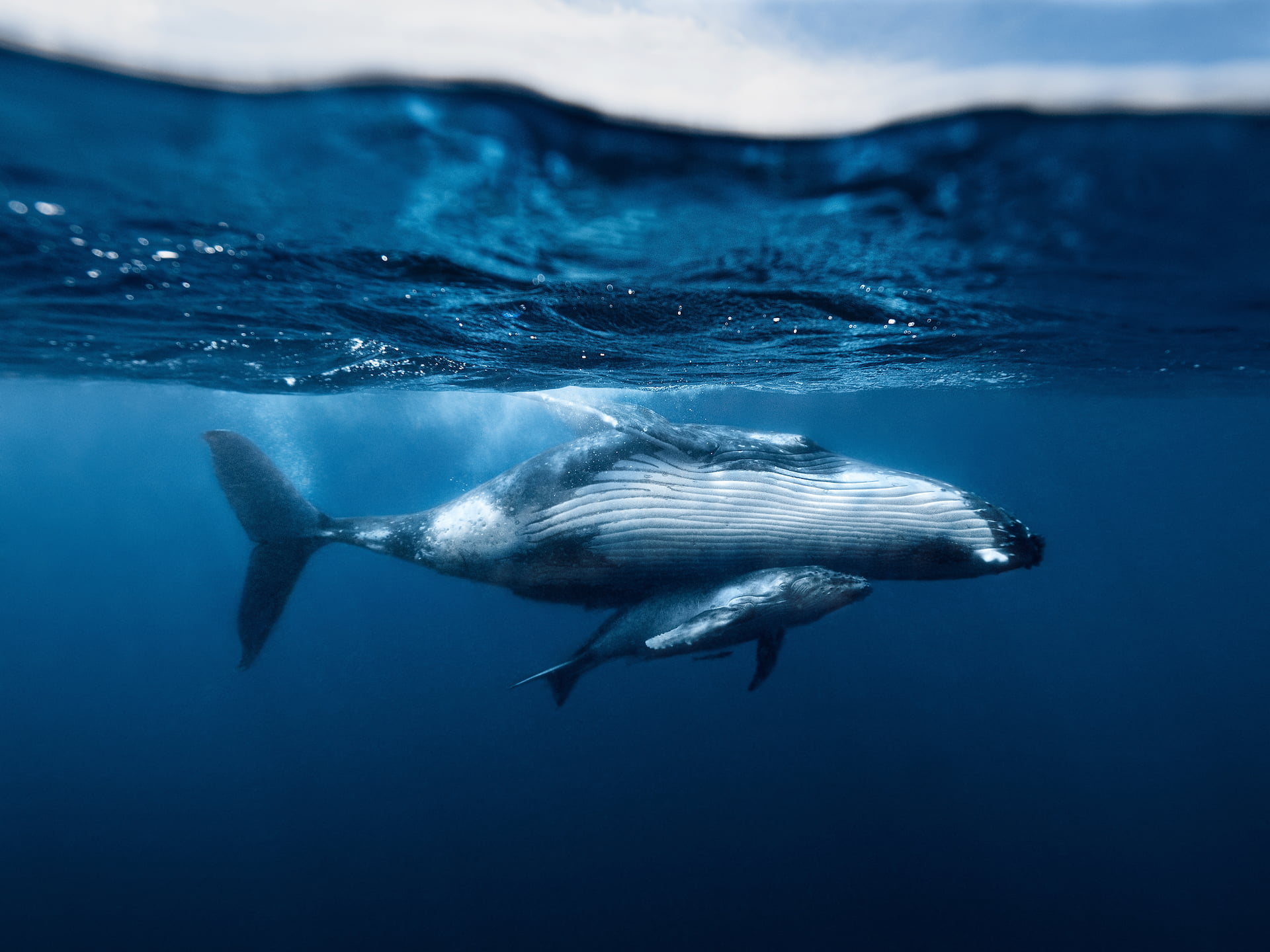 Whales in ocean. Ocean victories