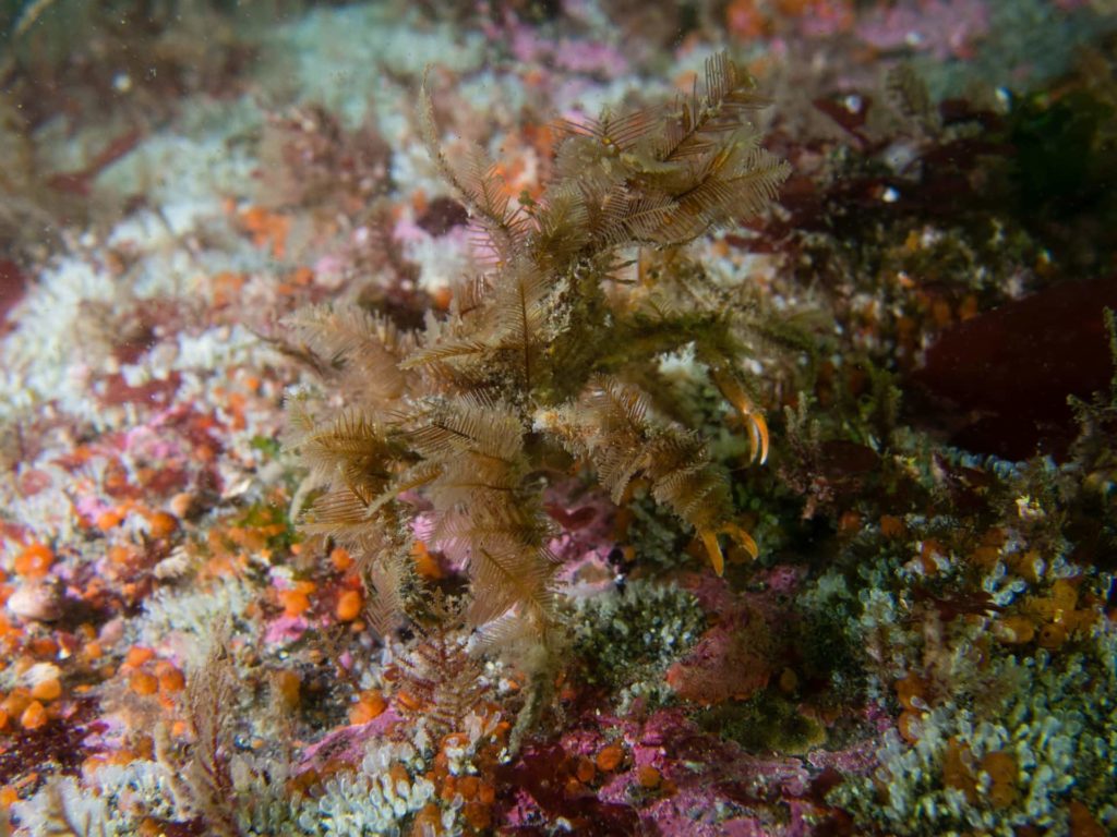 Decorator Crab