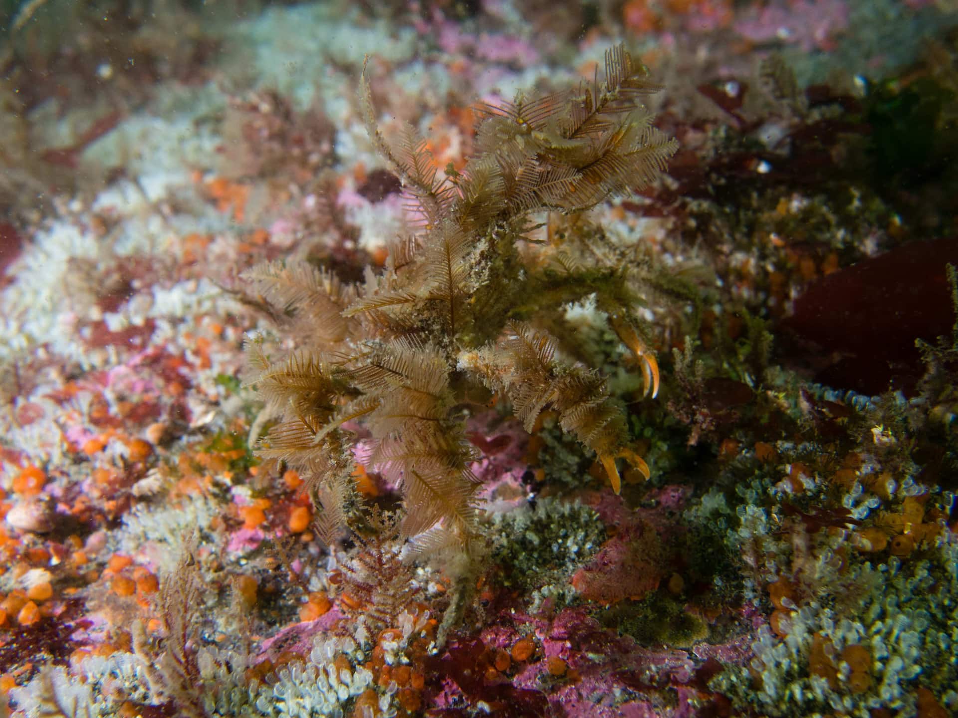 Decorator Crab