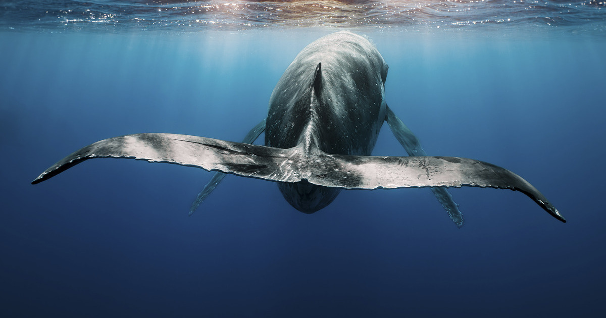 A majestic whale gracefully swims towards the radiant sun, casting a magnificent silhouette against the shimmering waters. In this captivating perspective, we glimpse the awe-inspiring beauty of nature's grand performance, as the gentle giant navigates towards the horizon.